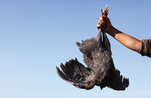 mp_12_guinea-fowl_01-1